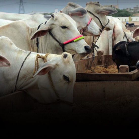 A crowded cattle market in Rawalpindi showing cows, goats, traders, and families under tents, highlighting the organized setup for Eid-ul-Azha 2025