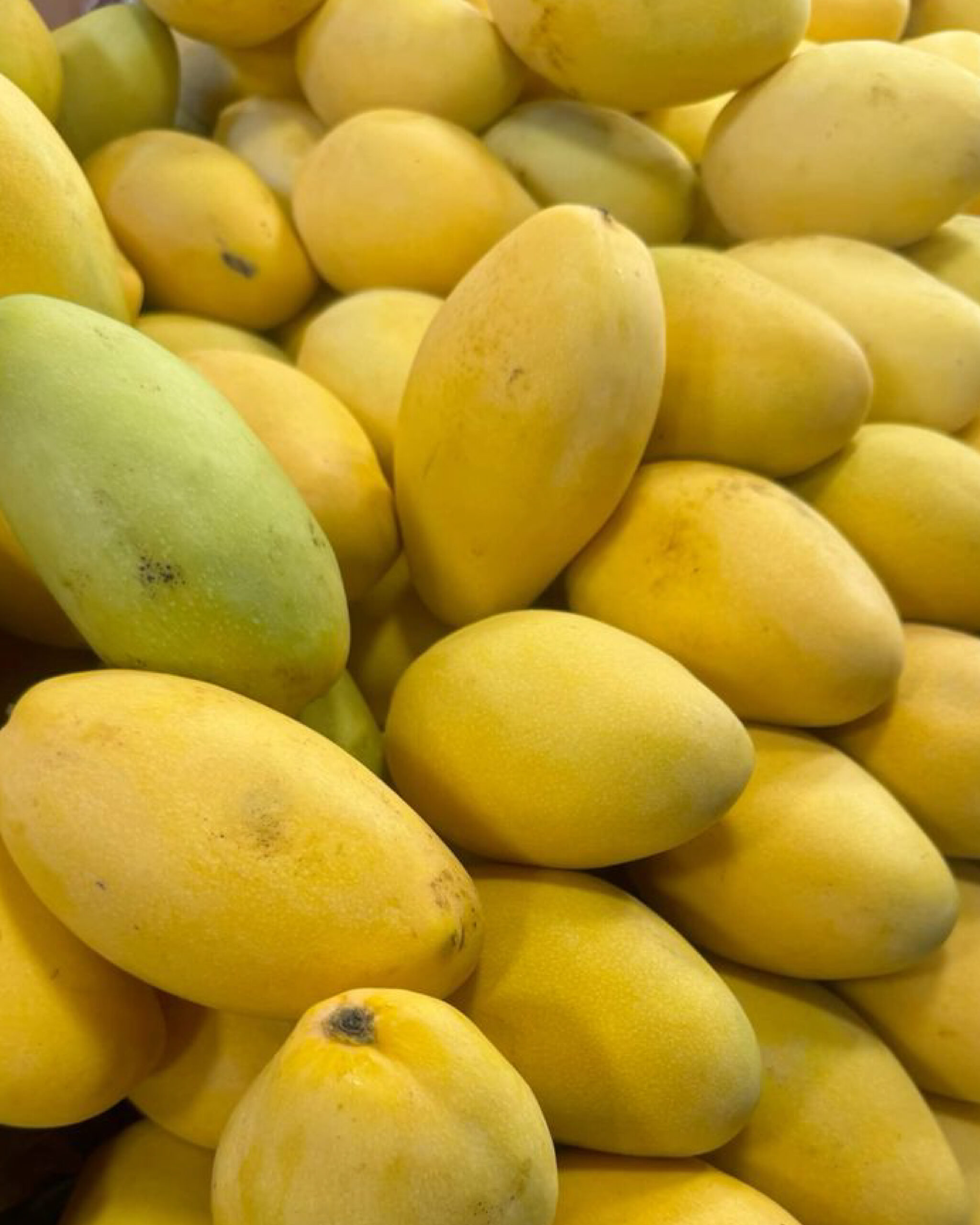 A stack of yellow mangoes with export warning signs and customs stamps, illustrating the challenges of fraud and smuggling in Pakistan’s mango exports to Iran and the EU