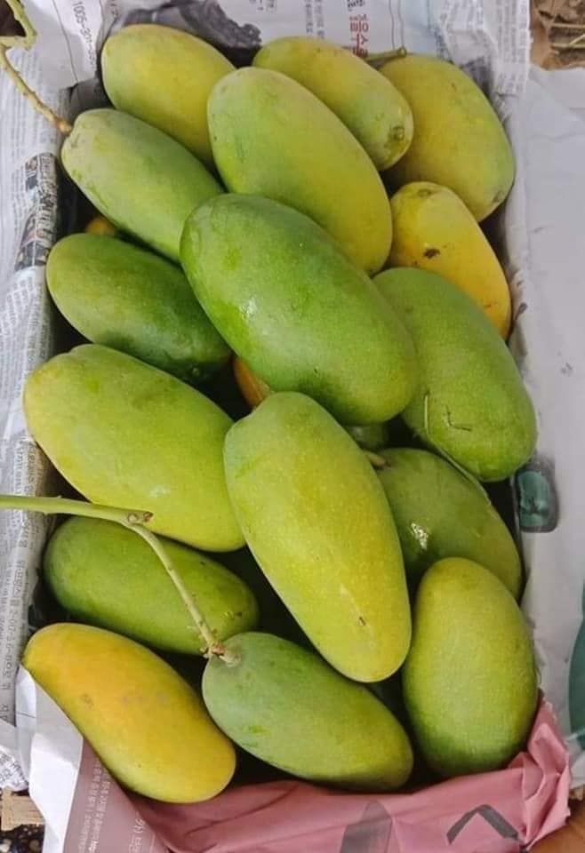 A stack of yellow mangoes with export warning signs and customs stamps, illustrating the challenges of fraud and smuggling in Pakistan’s mango exports to Iran and the EU