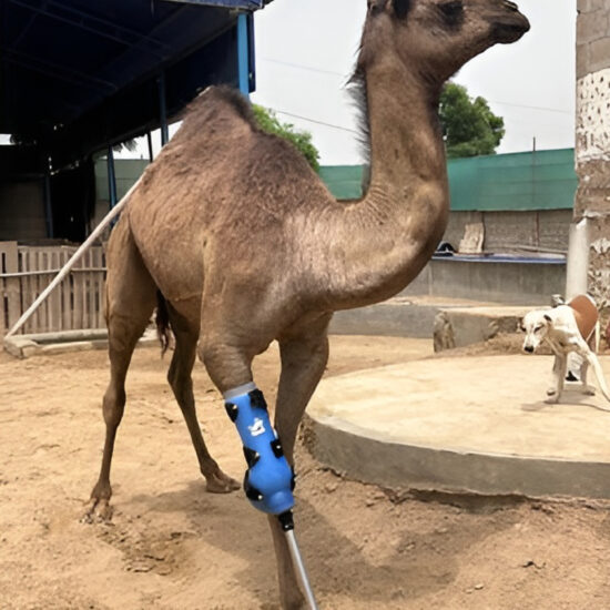 Camel with a blue prosthetic leg walking confidently in an animal shelter, symbolizing recovery and hope after abuse.