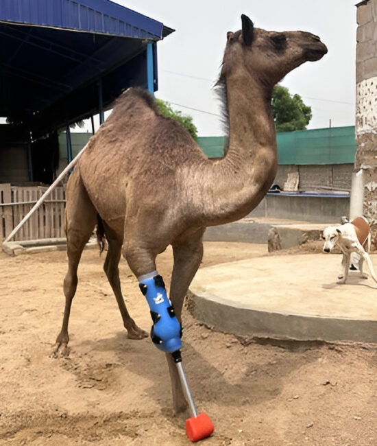 Camel with a blue prosthetic leg walking confidently in an animal shelter, symbolizing recovery and hope after abuse.