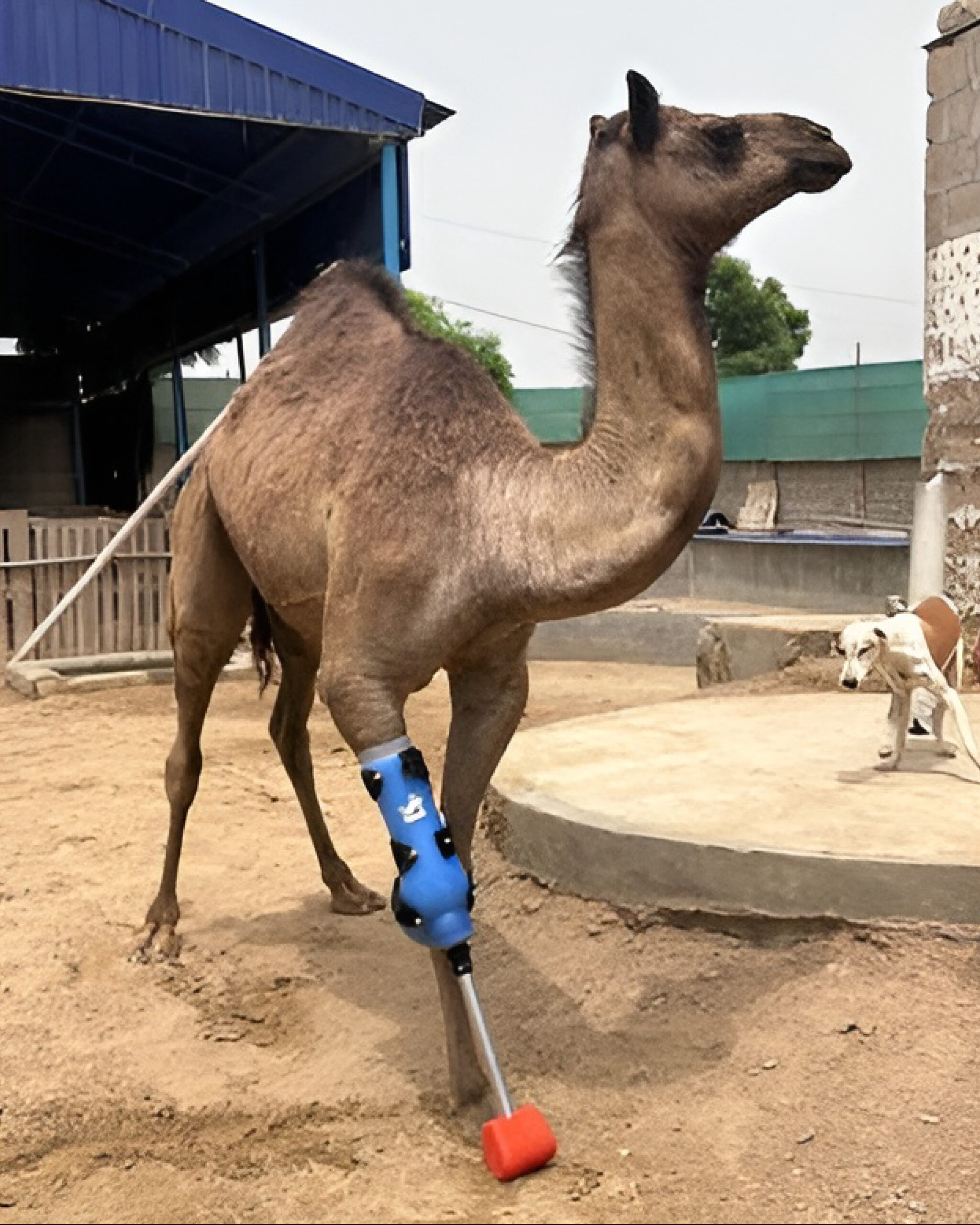 Camel with a blue prosthetic leg walking confidently in an animal shelter, symbolizing recovery and hope after abuse.