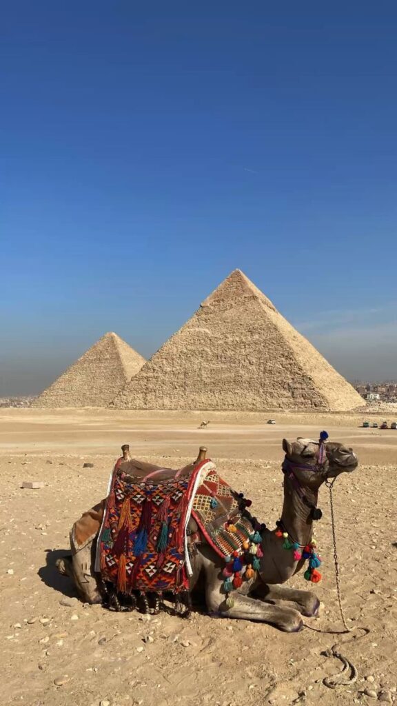 Camel with a blue prosthetic leg walking confidently in an animal shelter, symbolizing recovery and hope after abuse.